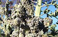 aphids on broccoli