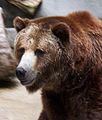 Grizzly medve (Ursus arctos horribilis)