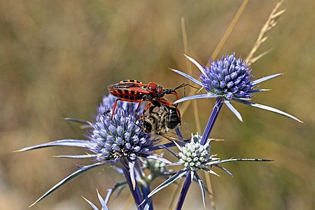 Rhynocoris iracundus (Assassin bug with bee (Apis ssp) prey)