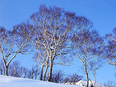 Betula ermanii (200612).jpg