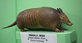 southern long-nosed armadillo