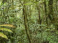 Image 22Tropical montane forest at around 2,000 m in Malaysia (from Montane ecosystems)