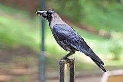 Indijas vārna (Corvus splendens)