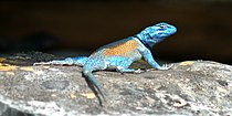 Sceloporus minor, Tamaulipas, Meksika (4 Ekim 2008).