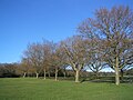 Image 63Trees on Southampton Common in winter (from Portal:Hampshire/Selected pictures)