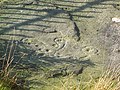 La cosiddetta "pietra della svastica" dell'Ilkley Moor, Inghilterra, di fattura quasi identica alle rose camune che si trovano in Lombardia, Italia.