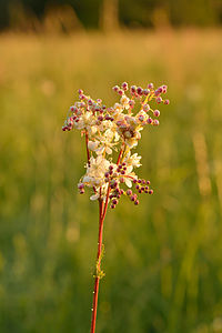 Filipendula vulgaris (Dropwort)