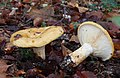 !!Lactarius scrobiculatus!!