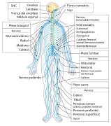 Nervous system diagram-es.svg