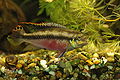 Purpurprachtbarsch (Pelvicachromis pulcher), ♂