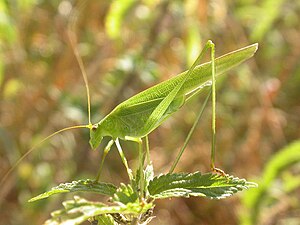 Lakštasparnis pjūklius (Phaneroptera falcata)