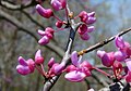 Eastern Redbud detail of buds