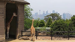 Taronga Zoo, Sydney (483465) (24793297802).jpg