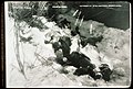 Bodies of the four stockmen as found at the Indian Camp Left to right:Harry Cambron, Peter Erramouspe, John Laxague, Bert Indiano