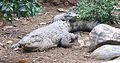 New Guinea crocodile