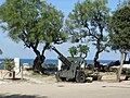 Cannone della villa comunale di Trani