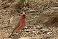 Sinaigimpel, Einödgimpel (Carpodacus synoicus), Männchen