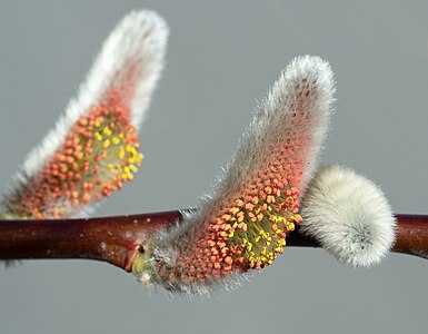 Catkin at BBG (78267)