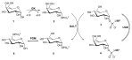 Die Umwandlung von Galactose (1) in Glucose für die Glykolyse.