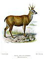 South Andean deer