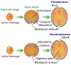 Cleavage Patterns