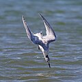 Plunge-diving Sandwich tern