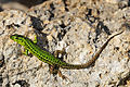 Image 15 Sicilian wall lizard Photograph: Benny Trapp The Sicilian wall lizard (Podarcis waglerianus) is a species of lizard in the family Lacertidae. Endemic to Italy, it occurs in temperate forests, temperate shrubland, Mediterranean-type shrubby vegetation, temperate grassland, arable land, pastureland, and rural gardens in Sicily and the Aegadian Islands. The species' numbers are generally stable, and it has been listed as Least Concern by the IUCN. More selected pictures