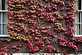 Japanese creeper growing over a brick wall at the University of Cambridge.