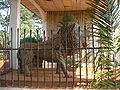 Lion guarding the entrance to the Chefferie