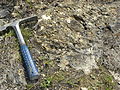 Ripley Formation (Maastrichtian, Upper Cretaceous) rockground exposed near Greenville, Alabama.