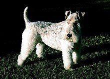 Un fox-terrier