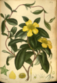 Hibbertia scandens, et medlem af Hibbertia-ordenen (Dilleniales).