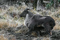 Himalayan tahr