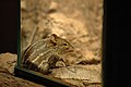 Echte Streifen-Grasmaus (Lemniscomys striatus)