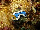 Chromodoris annae at the 'Washing Machine' divesite, Verde Island, the Philippines.