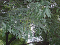 Foliage and seed pods