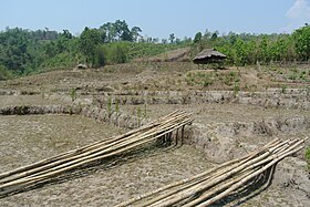 Terrasses dans le nord de la Thaïlande