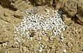 Sphincterochila boissieri collection below a limestone wall, Hamakhtesh Hagadol, Negev, Israel.