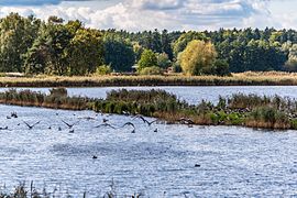 Wildgänse an den Blumberger Fischteichen im Biosphärenreservat Schorfheide-Chorin