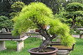 Cây thông bonsai