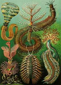 Ernst Haeckel Chaetopoda