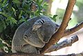 Queensland Koala