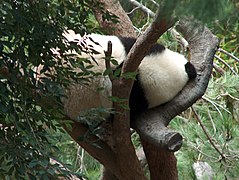 Mei Sheng, San Diego Zoo