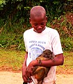 Allen's swamp monkey - Basankusu.