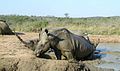 Ceratotherium simum / Rinocèros blanc