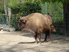 European bison