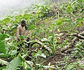 Français : Fermier Backweri travaillant dans un champs de Taro sur les pentes du mont Fako au Cameroun English: Bakweri farmer working cocoyam field on the slopes of Mt Fako