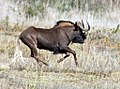 Black wildebeest