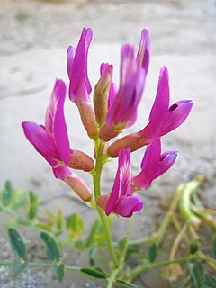 Astragalus lentiginosus var. borreganus