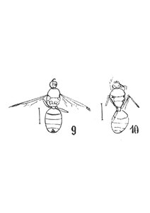 Formica alsatica éch R565 & R591 p. 215 pl. XV.